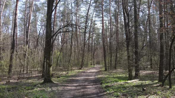 Road in the Forest During the Day Slow Motion alt