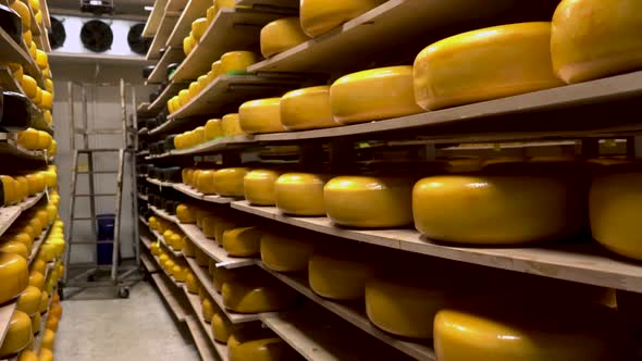 Industrial Production of Hard Cheeses