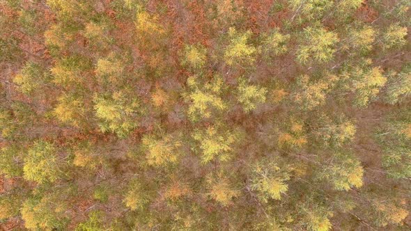 Aerial Birds Eye View Over Poplar Tree Plantation In Galicia. Pedestal Up alt