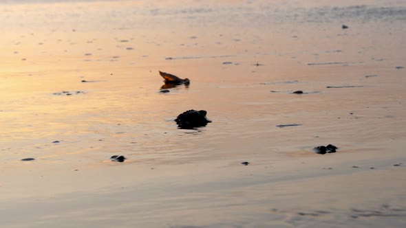 Atlantic Ridley sea Baby Turtles Crossing the Beach at Sunrise