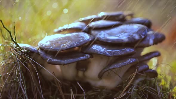 Pleurotus Mushroom In a Sunny Forest in the Rain alt