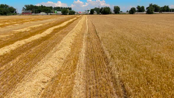 Aerial view of ripe barley fields alt