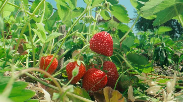 Farmer's hands picking organic strawberries from the bush close-up