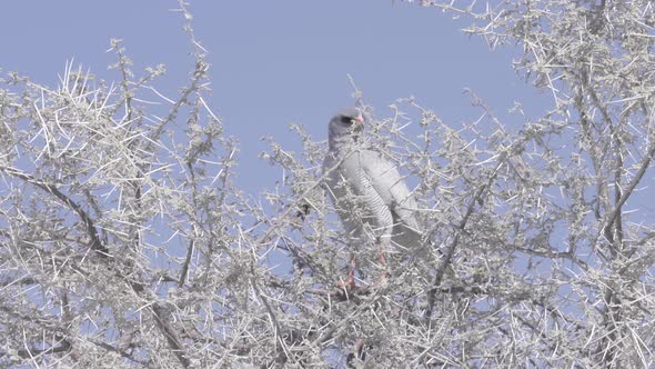 Goshawk on a Thorny Tree in Africa