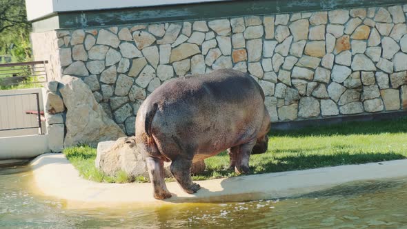 Hippopotamus Defecates on the Shore Near a Pond