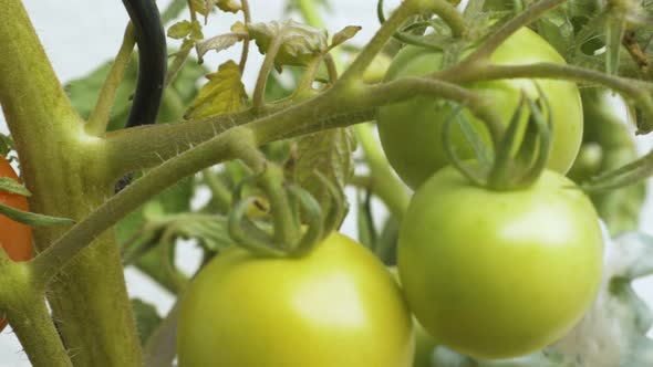 Pan shot of homegrown tomatoes in front of a white backdrop. alt