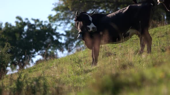 Cows on a Green Field on a Sunny Day alt