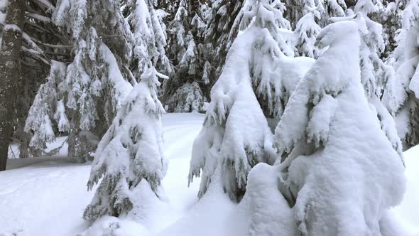 Fir Trees Covered by Snow alt