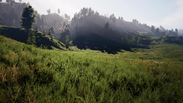 Pine Tree Forrest in the Montains alt