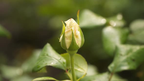 An unopened bud of a white rose.