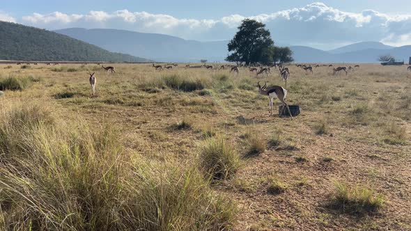 Springbok herd grazing in open field at sunny daytime. African wildlife conservation alt