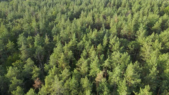 Trees in the Forest Aerial View, Slow Motion alt