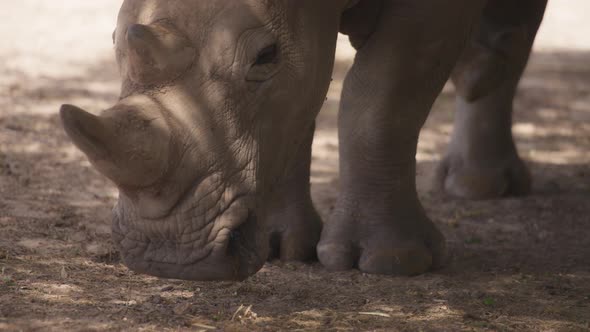 White rhinoceros resting in the shadow