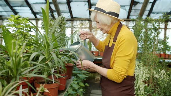 Slow Motion of Experienced Farmer Caring for Plants Using Watering Can in Greenhouse alt