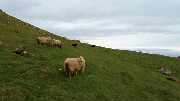 Sheep and Lamb in the Steep Hillside Walking