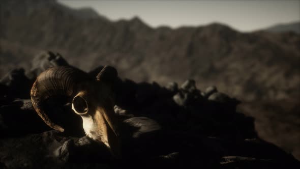 European Mouflon Ram Skull in Natural Conditions in Rocky Mountains alt
