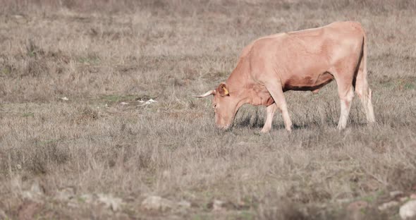 Portrait Of A Beautiful Brown Cow Grazing In The Field On A Sunny Day In Alentejo Province, Portaleg alt