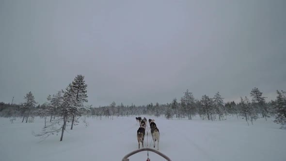 Dogsled Running in Snowy Wood alt