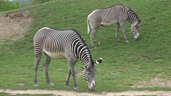 Zebra herd was eating grass (Equus grevyi)