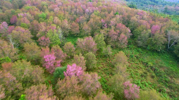 Wild Himalayan Cherry Blossom (Prunus cerasoides) or Thai Cherry flower alt