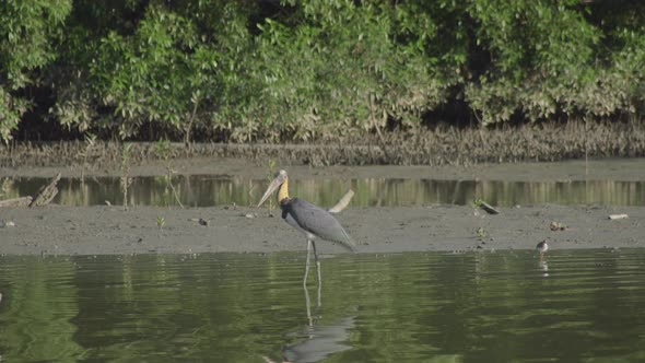 Lesser Adjutant Stork catching fish, foraging, in a shallow with mangrove swamp wetland background alt
