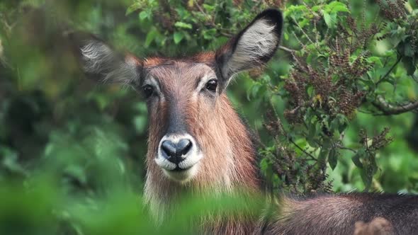 A Female Waterbuck Looking Intently In Aberdares Park In Kenya. -close up shot alt