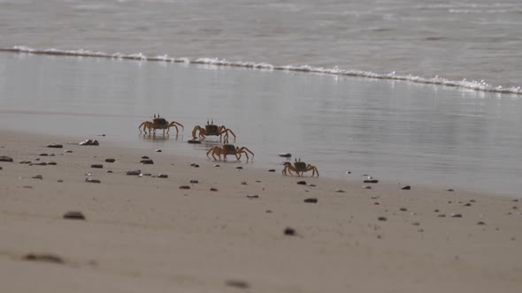 Cast of Ghost crabs on the beach alt