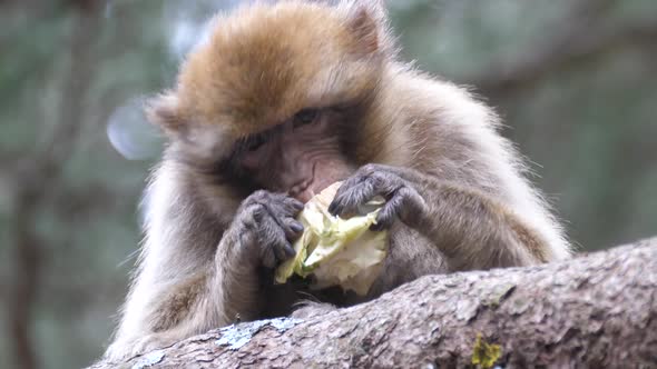 Barbary ape eating fruit in a tree alt