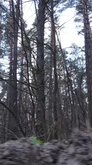 Vertical Video of the Pine Forest in the Afternoon alt