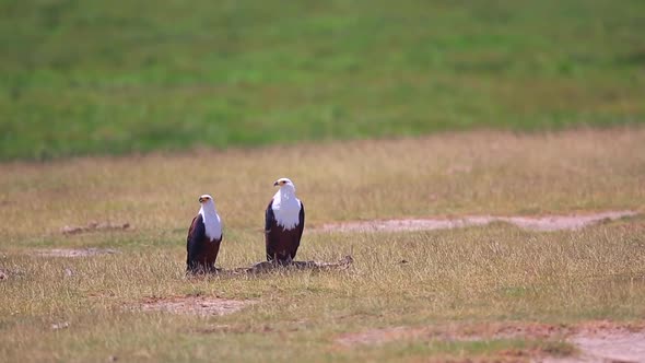 Two African Fish Eagles scavenge a carcass in the Amboseli, Kenya alt