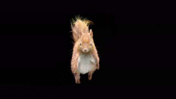 66 Squirrel Dancing 4K alt