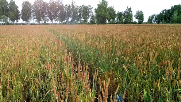 Wheat Field