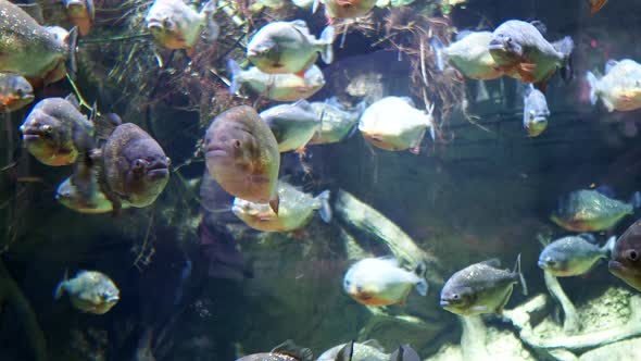 Piranhas Predatory Aquarium Fish Swim in a Large Aquarium alt
