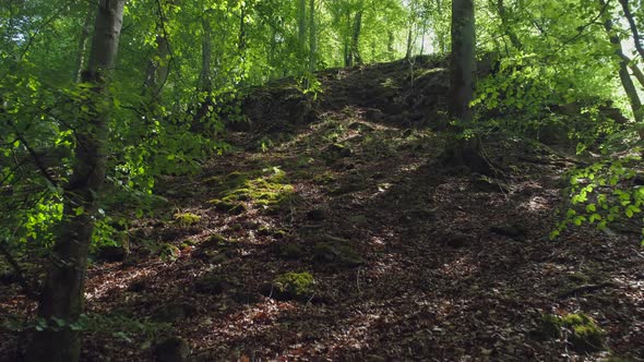 Uphill in Deciduous Forest Motion