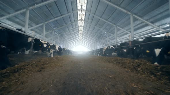 A Big Cowshed on a Farmland alt