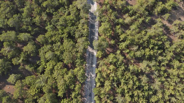 Pine Tree Green Road Landscape Drone alt