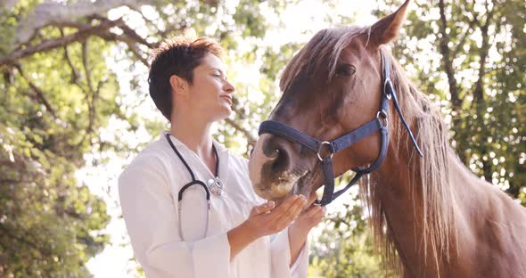 Vet feeding a horse alt