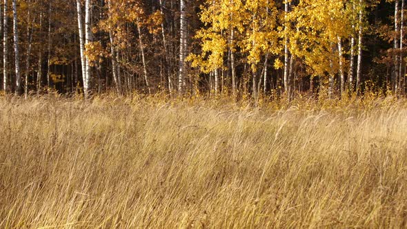 Golden Field and Autumn Forest