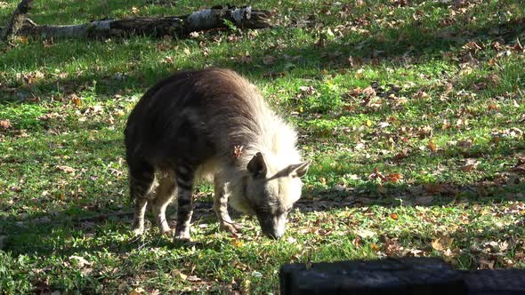 Brown Hyena (Parahyaena brunnea) walking