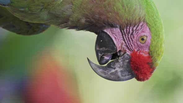 Vertical close up headshot of a Red-fronted macaw against a blurred background alt