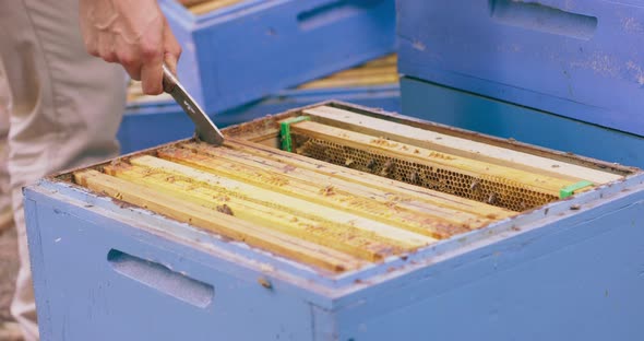 Closeup Hands of Beekeeper in White Protective Suit with Bee Hive Tools in Hand Who Inspects the alt