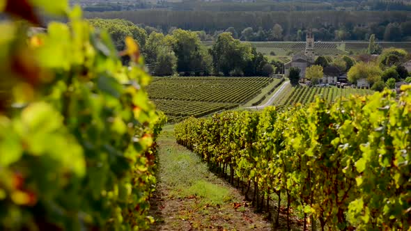 Vineyard landscape, Vineyard south west of France, Sauternes, Europe