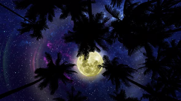 Bottom View 4 On Night Sky With Full Moon Through Palm Trees