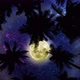 Bottom View 4 On Night Sky With Full Moon Through Palm Trees - VideoHive Item for Sale