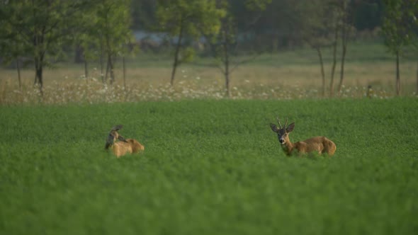 European roe deer couple having breakfast at a plantation alt