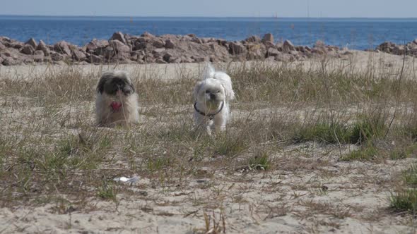 Furry Shih Tzu Dogs with Collars Run Along Sandy Meadow alt