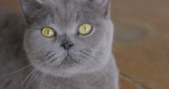 British Cat Laying On The Floor And Looking At Camera. alt