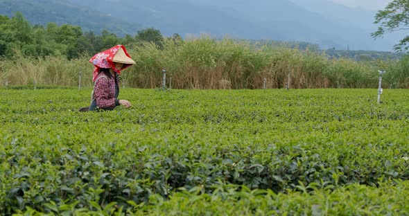 Woman work at the tea farm alt