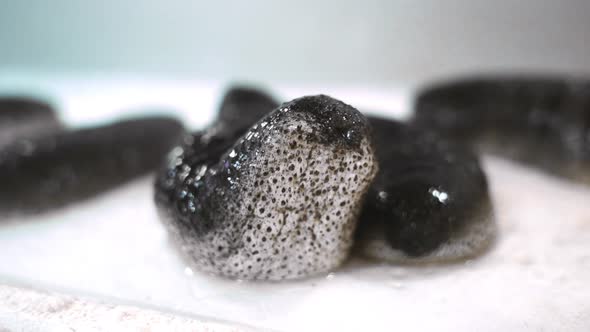 Sea cucumber on a white background. alt