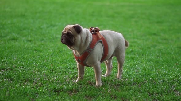 Portrait of a Pug Standing on Grass While Its Owner Wiping the Dog Face with Napkin alt